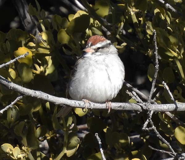 Chipping Sparrow - ML553292881