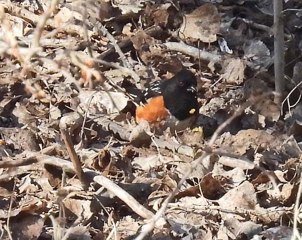 Spotted Towhee - ML553293041