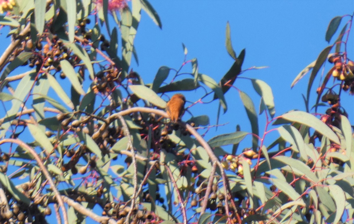 Rufous Hummingbird - ML553293211