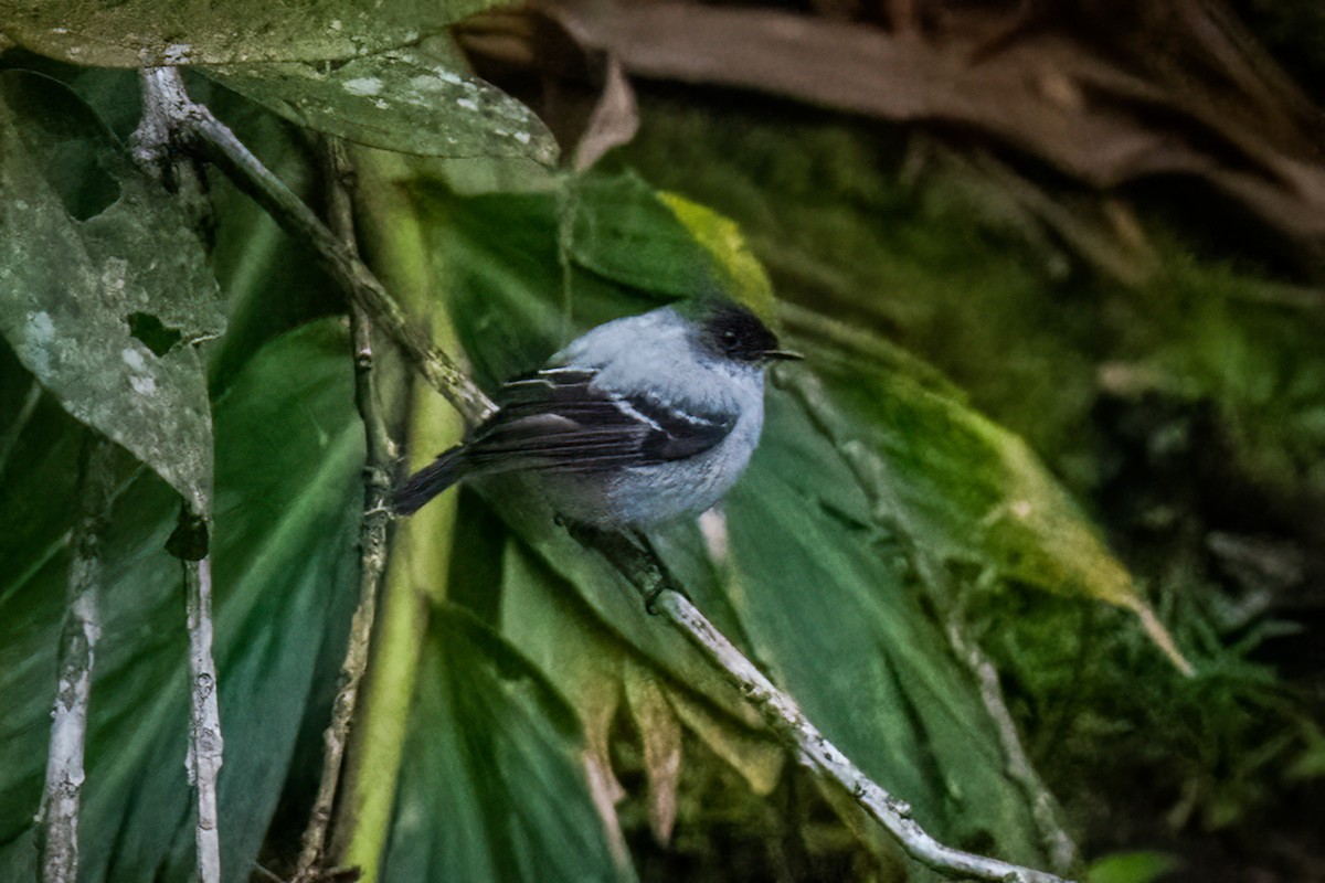 Torrent Tyrannulet - Chris Thomas