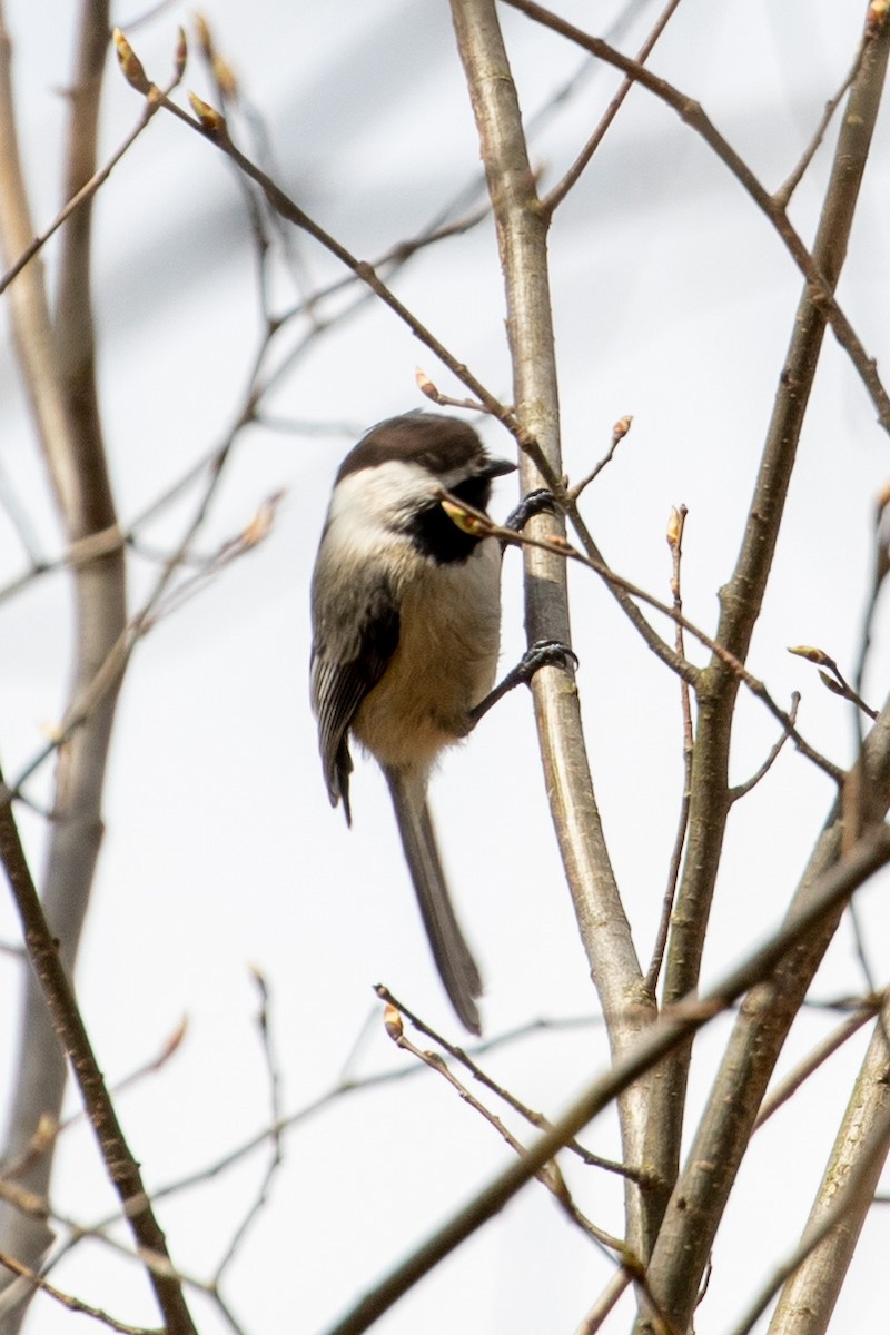 Mésange à tête noire - ML553295791