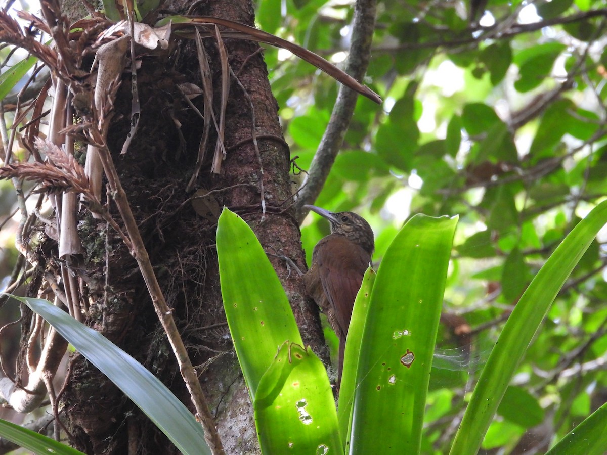 Black-banded Woodcreeper - Colby Neuman