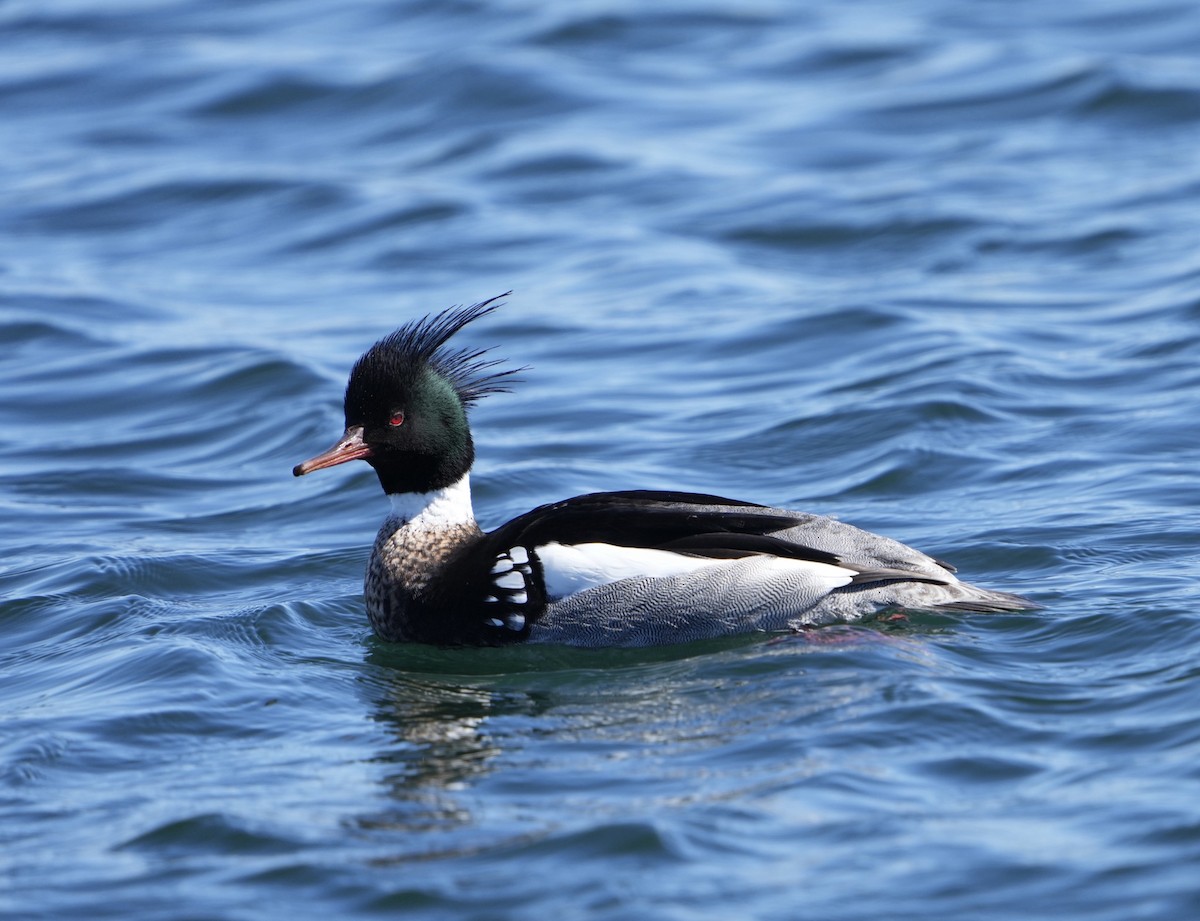 Red-breasted Merganser - Annette Teng