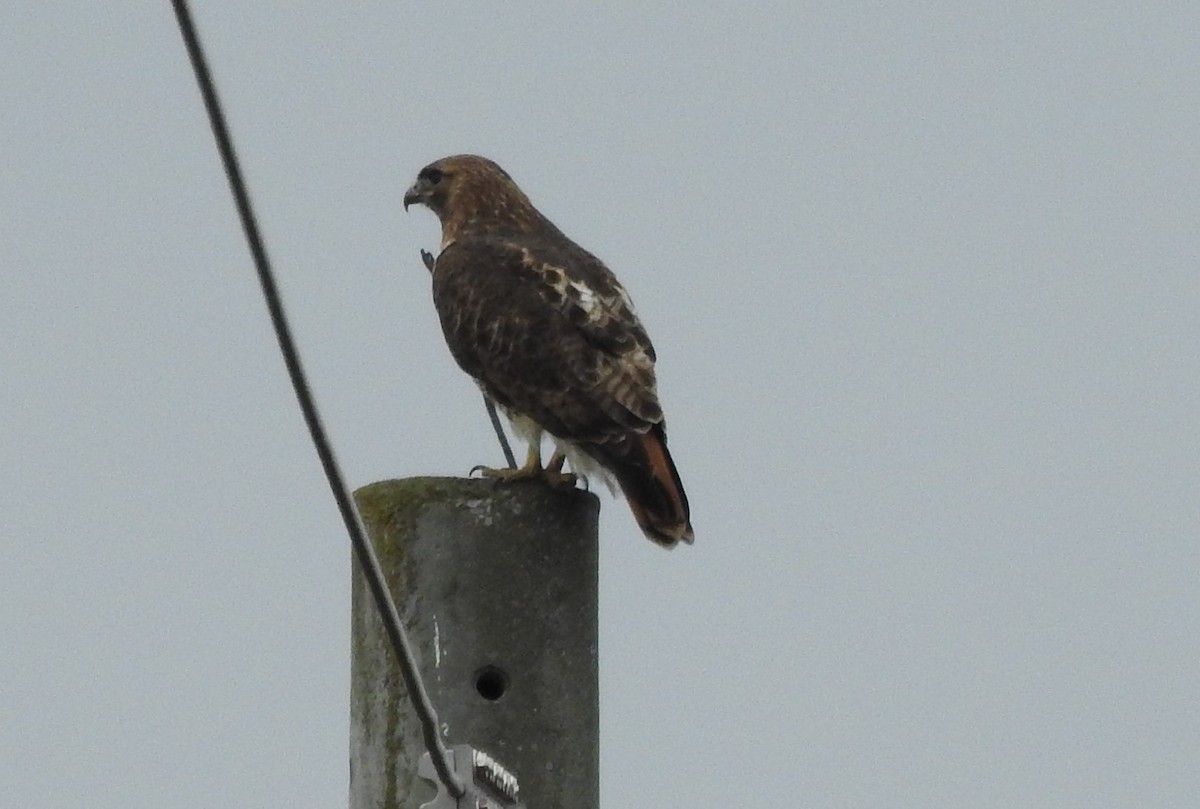 Red-tailed Hawk - ML553297711