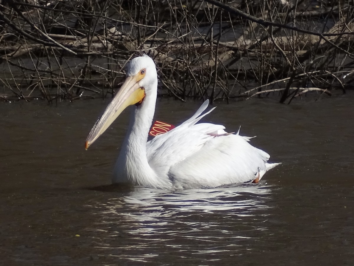 American White Pelican - Jeffrey Roth