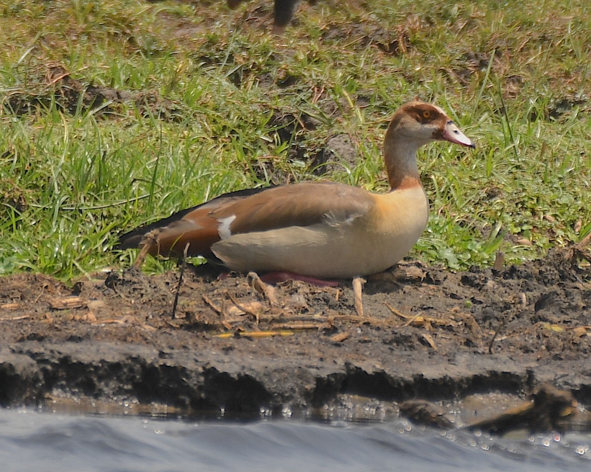 Egyptian Goose - Ted Wolff