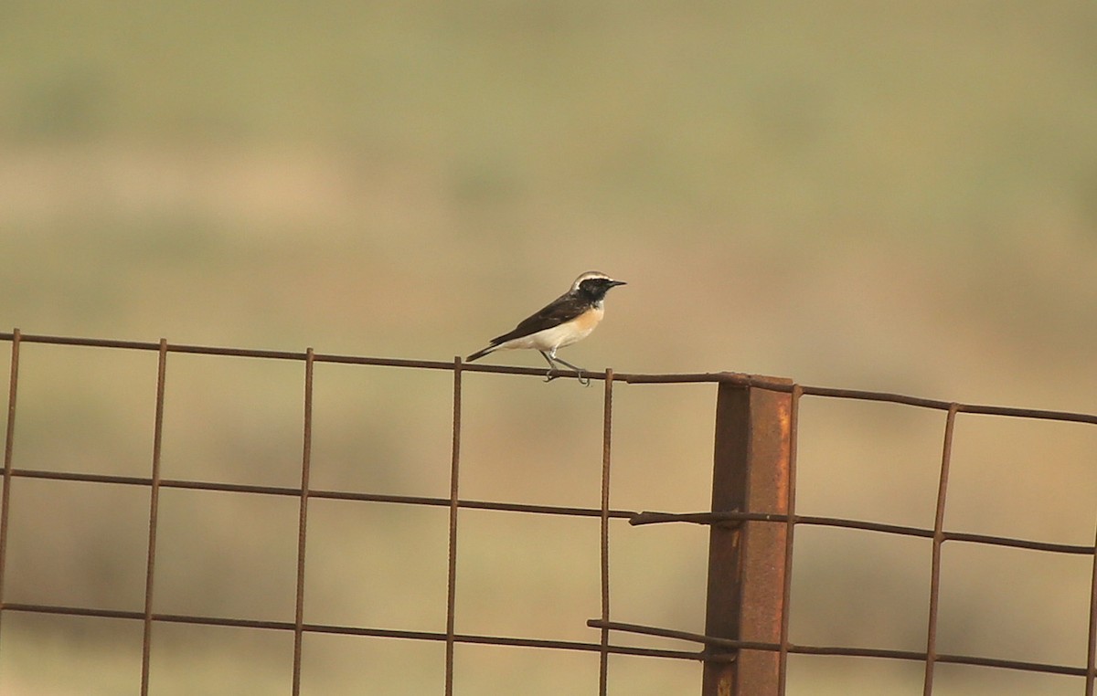 Pied Wheatear - Paul Chapman