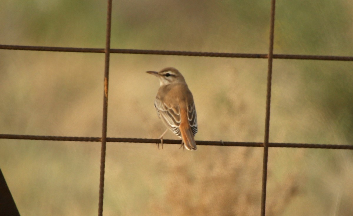 Rufous-tailed Scrub-Robin (Rufous-tailed) - ML55330261