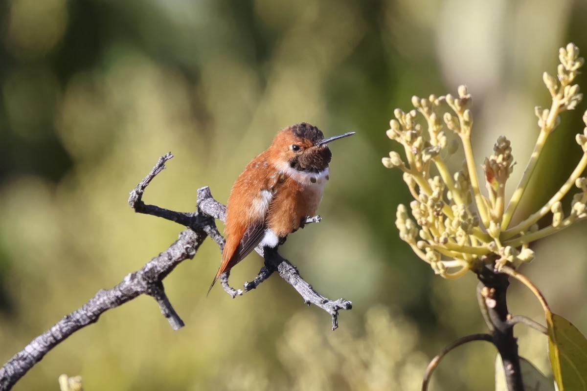 Rufous Hummingbird - ML553303671