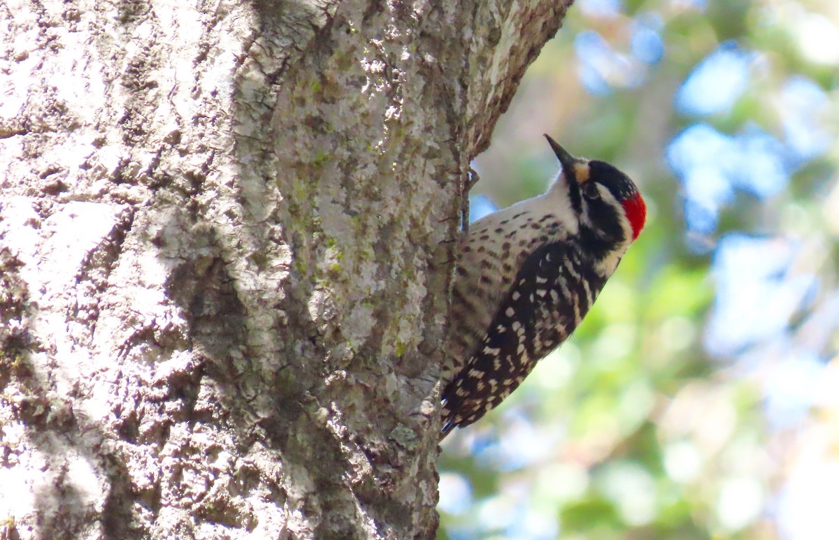 Nuttall's Woodpecker - ML553303681