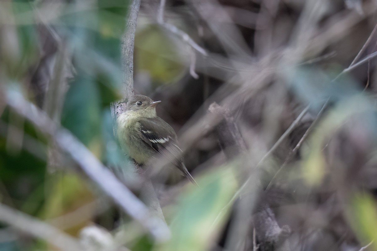 Yellow-bellied Flycatcher - Steve Rappaport