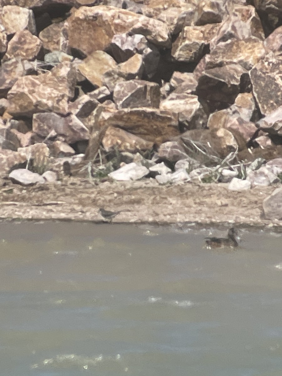 Spotted Sandpiper - ML553305981