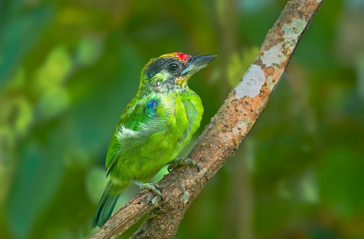 Golden-throated Barbet - Rajkumar Das