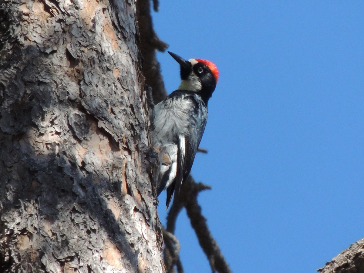 Acorn Woodpecker - ML553307631