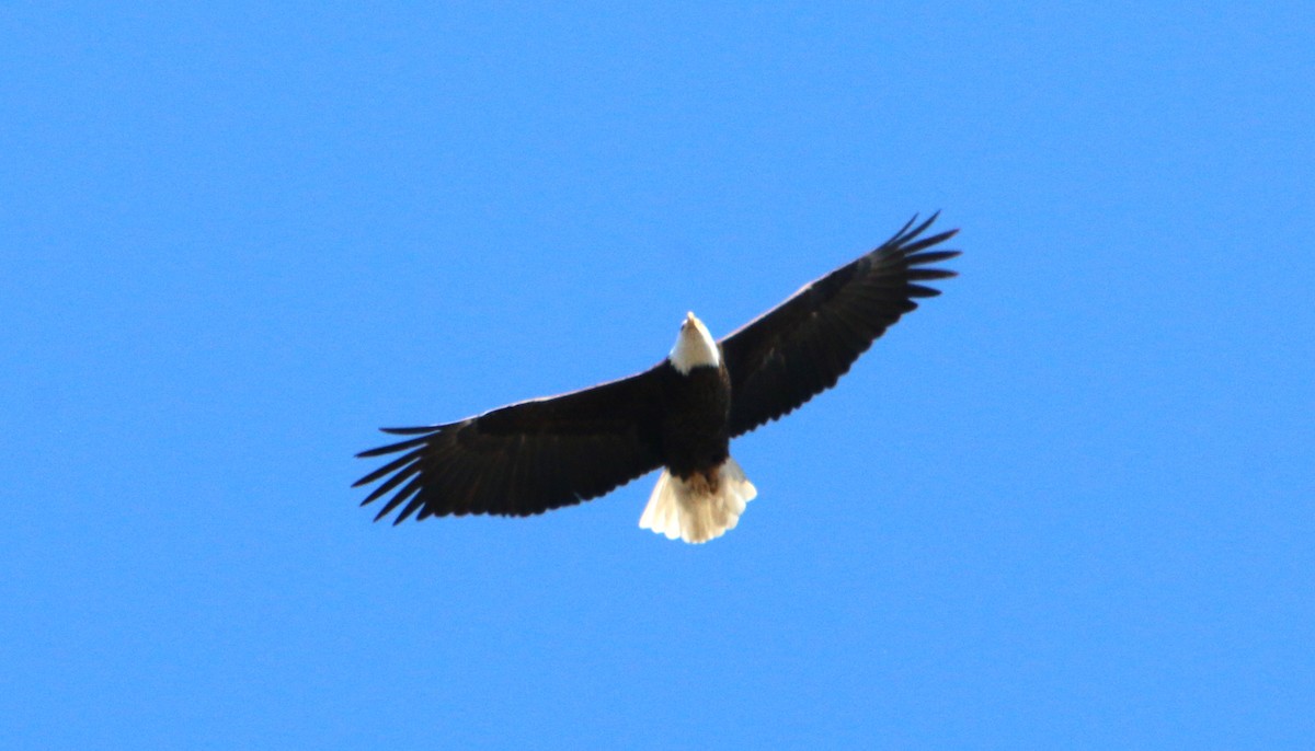 Bald Eagle - ML553309111