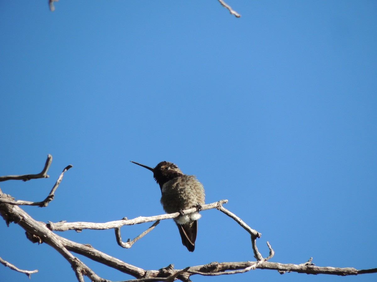 Anna's Hummingbird - ML553309741