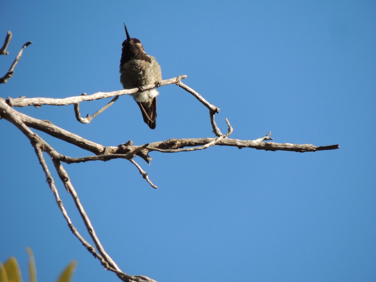 Anna's Hummingbird - ML553309951