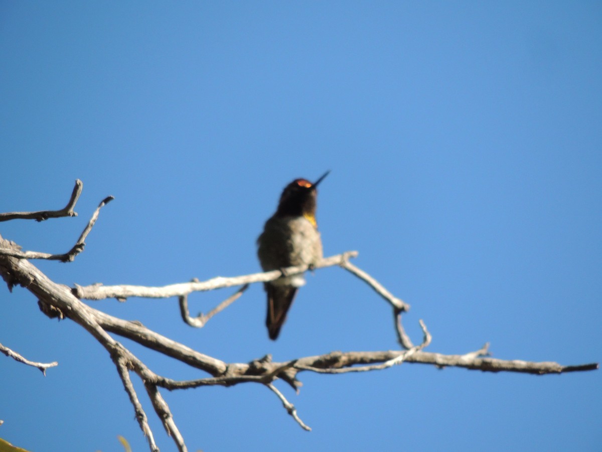 Anna's Hummingbird - ML553310111