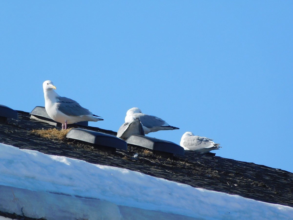 Herring x Glaucous-winged Gull (hybrid) - ML553310241