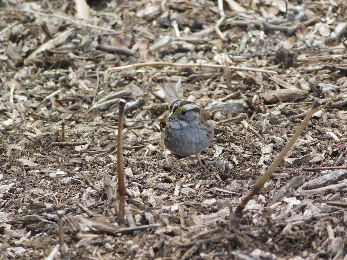 White-throated Sparrow - ML553313631