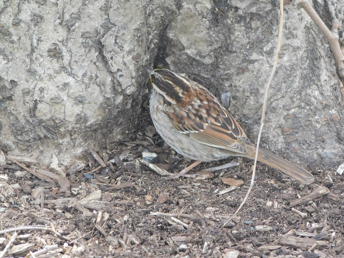White-throated Sparrow - ML553313641