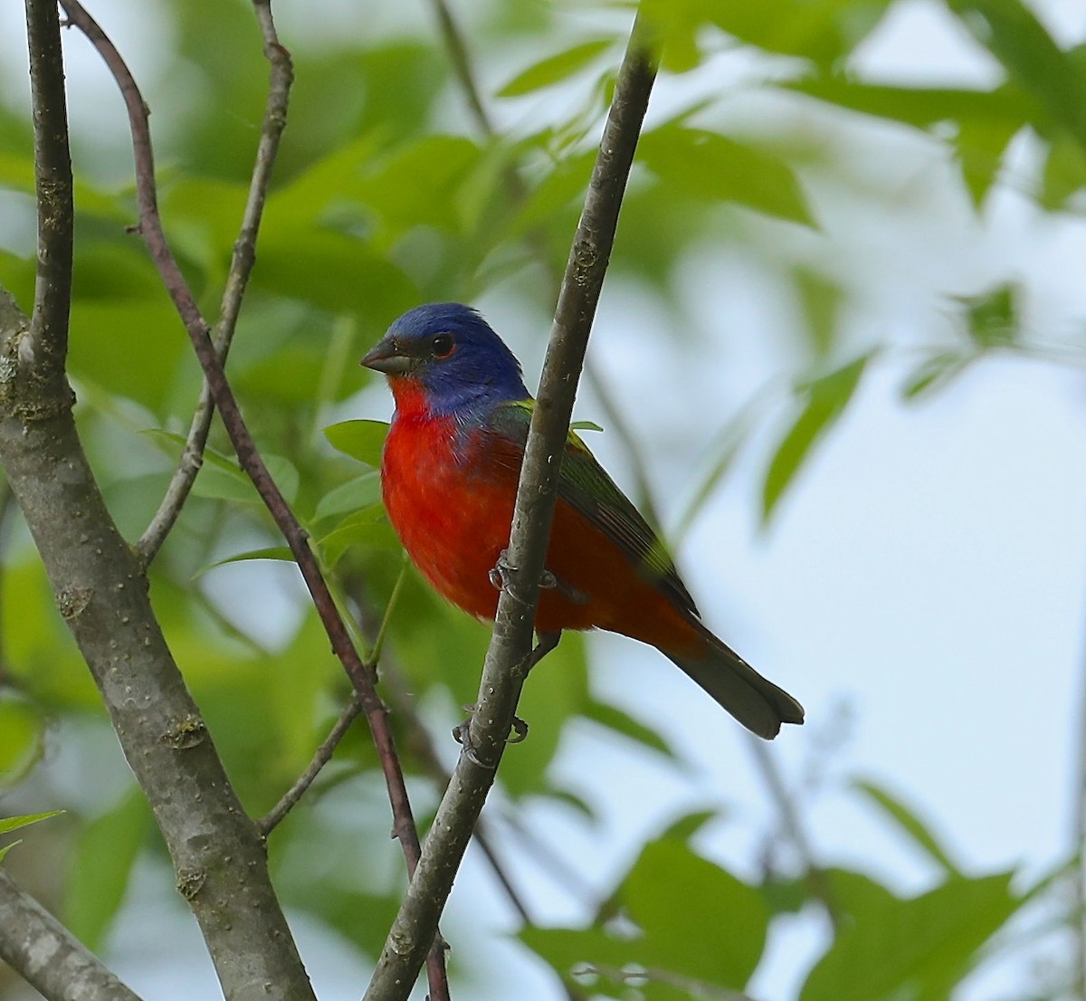 Painted Bunting - Charles Lyon
