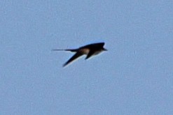 Long-tailed Jaeger - ML553314991