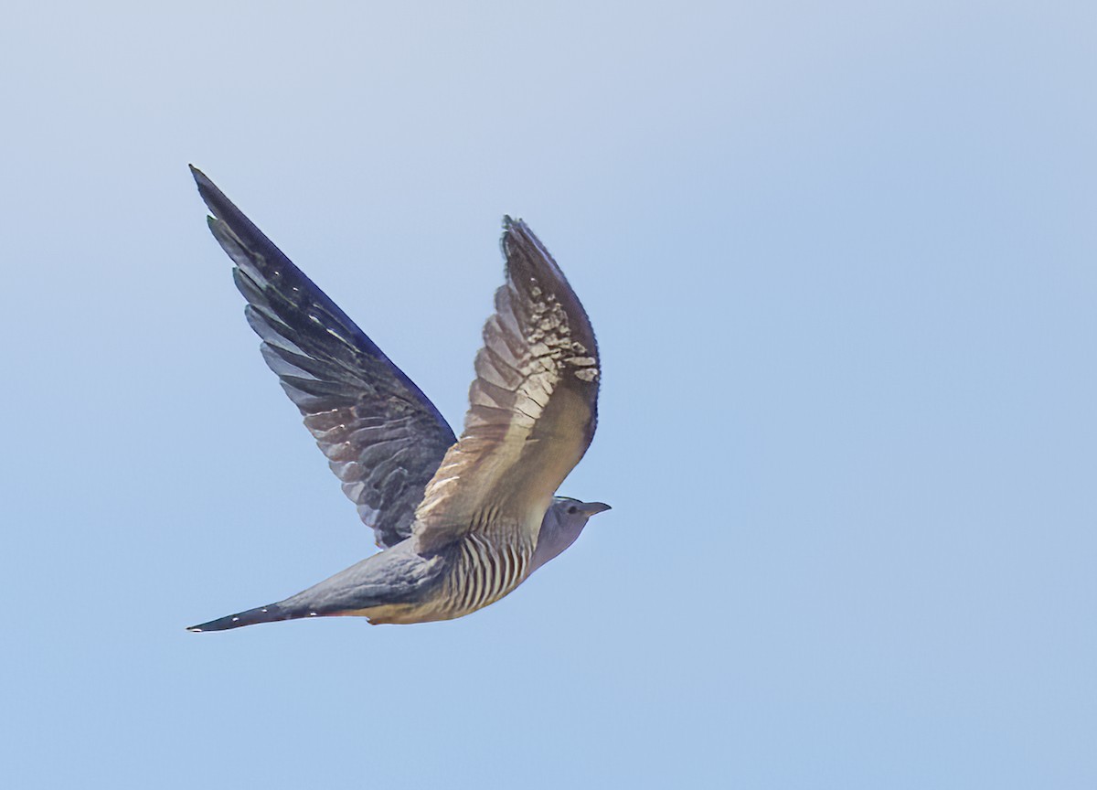 Oriental Cuckoo - ML553316951