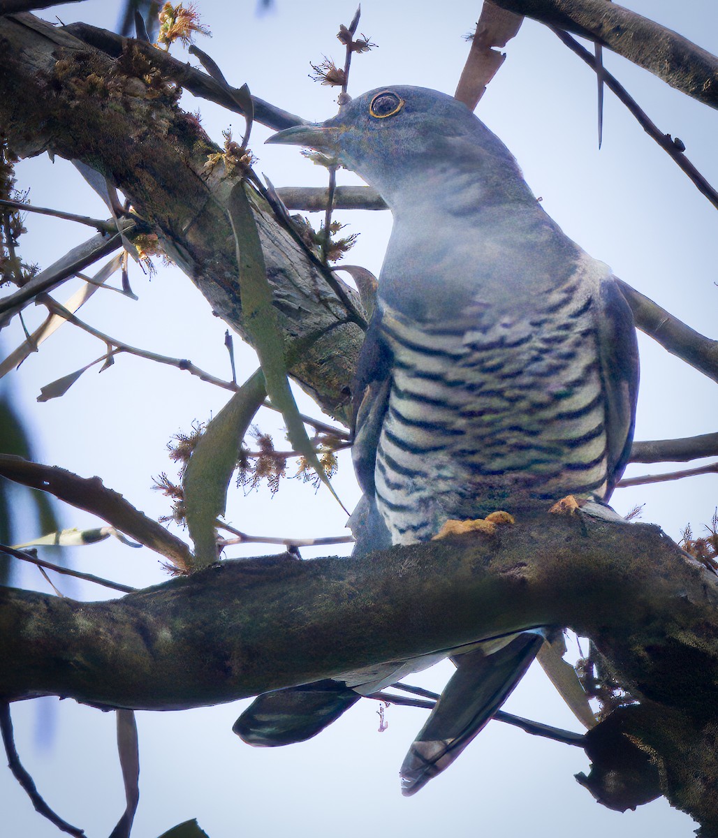 Oriental Cuckoo - ML553316961