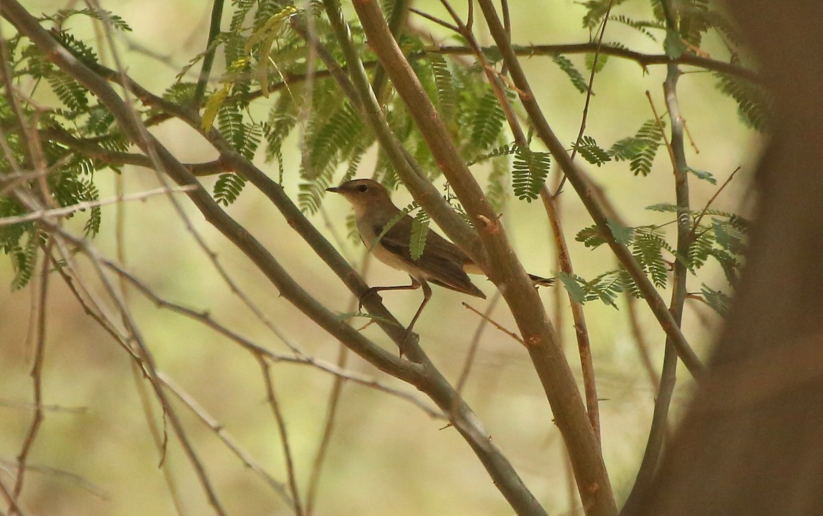 Thrush Nightingale - ML55331841