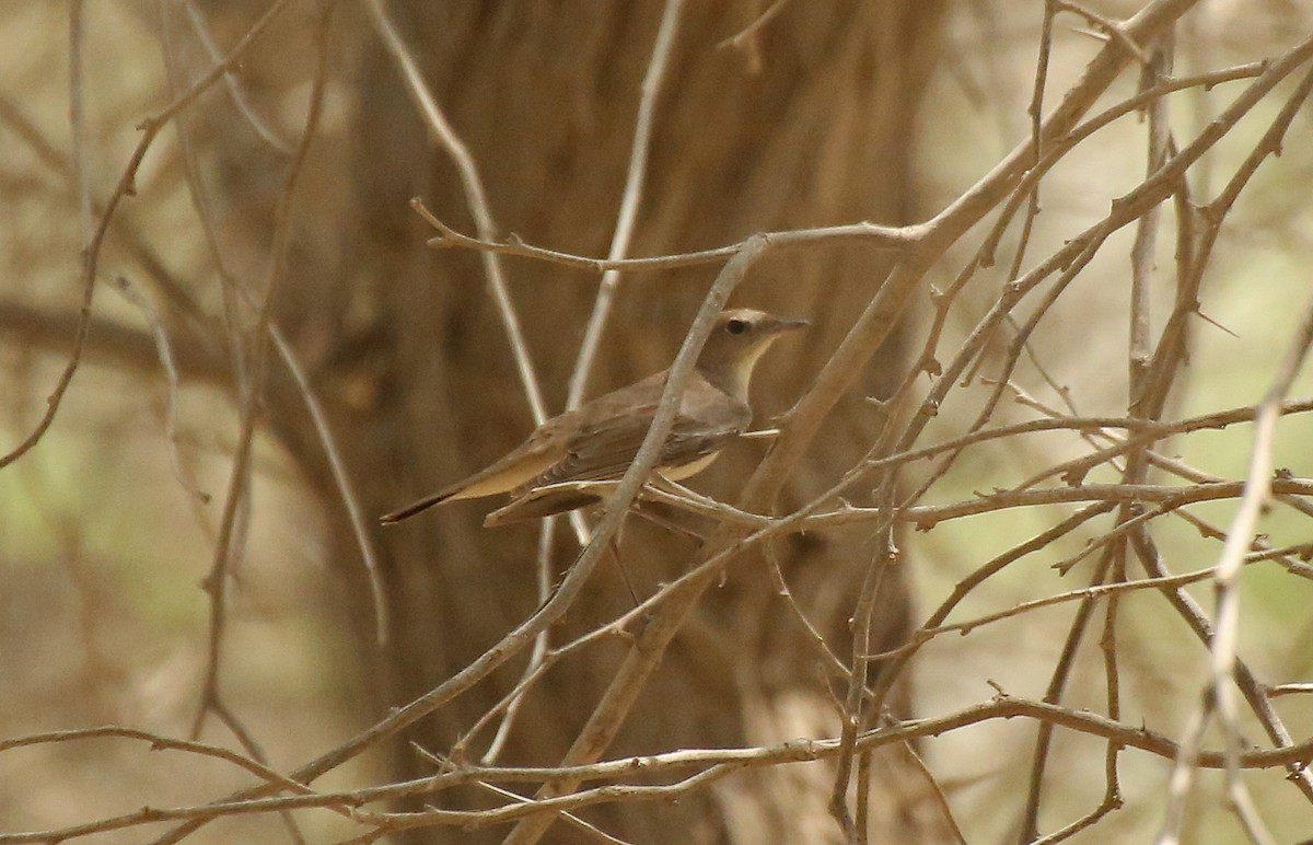 Thrush Nightingale - ML55331871