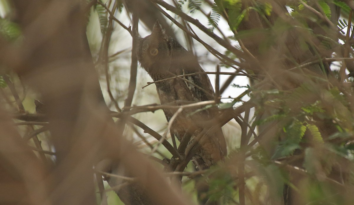 Petit-duc scops - ML55331991