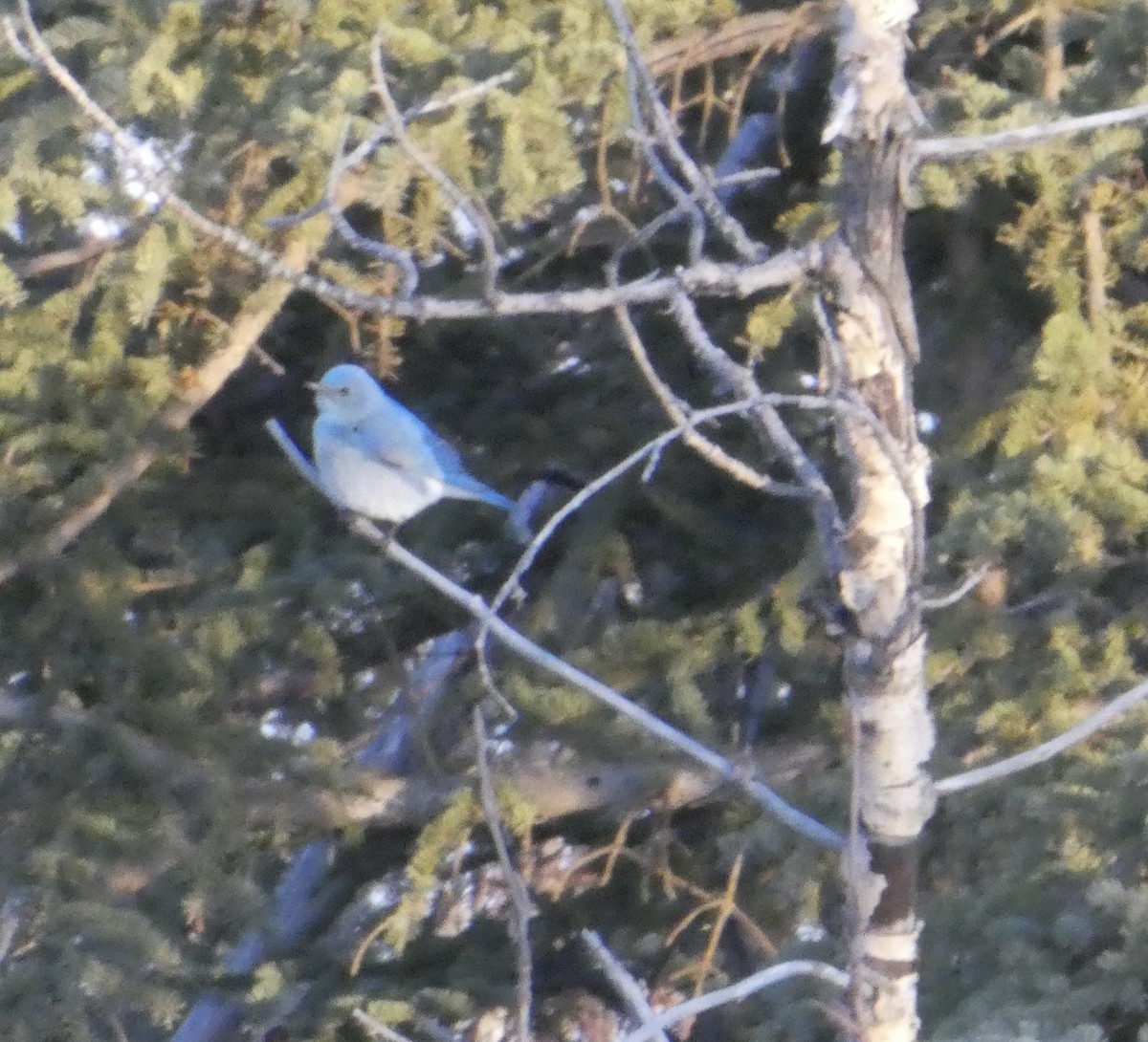 Mountain Bluebird - T A