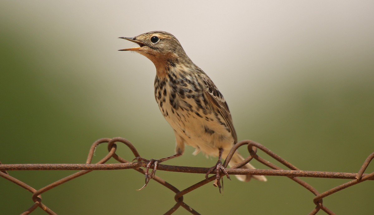 Pipit à gorge rousse - ML55332091