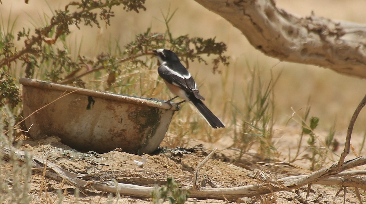 Masked Shrike - ML55332231