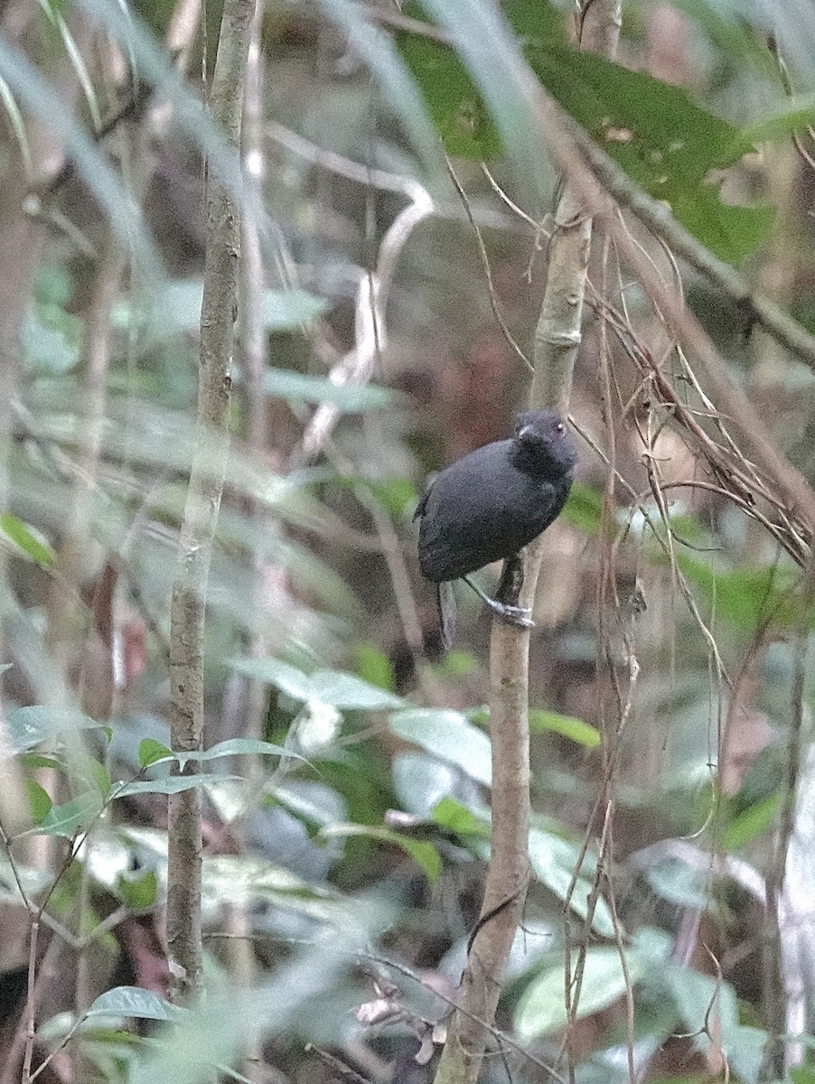 Black-throated Antshrike - ML553322411