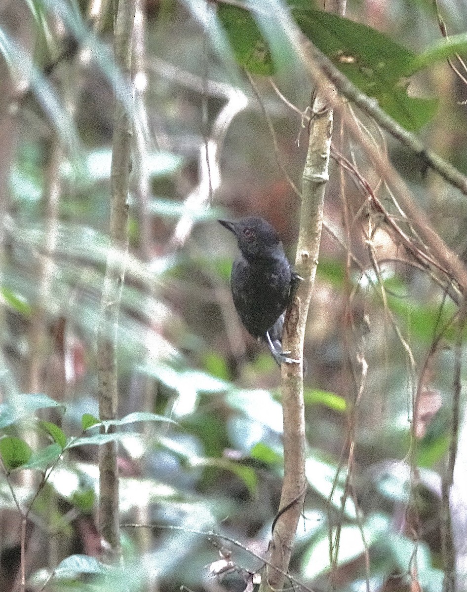 Black-throated Antshrike - ML553322421