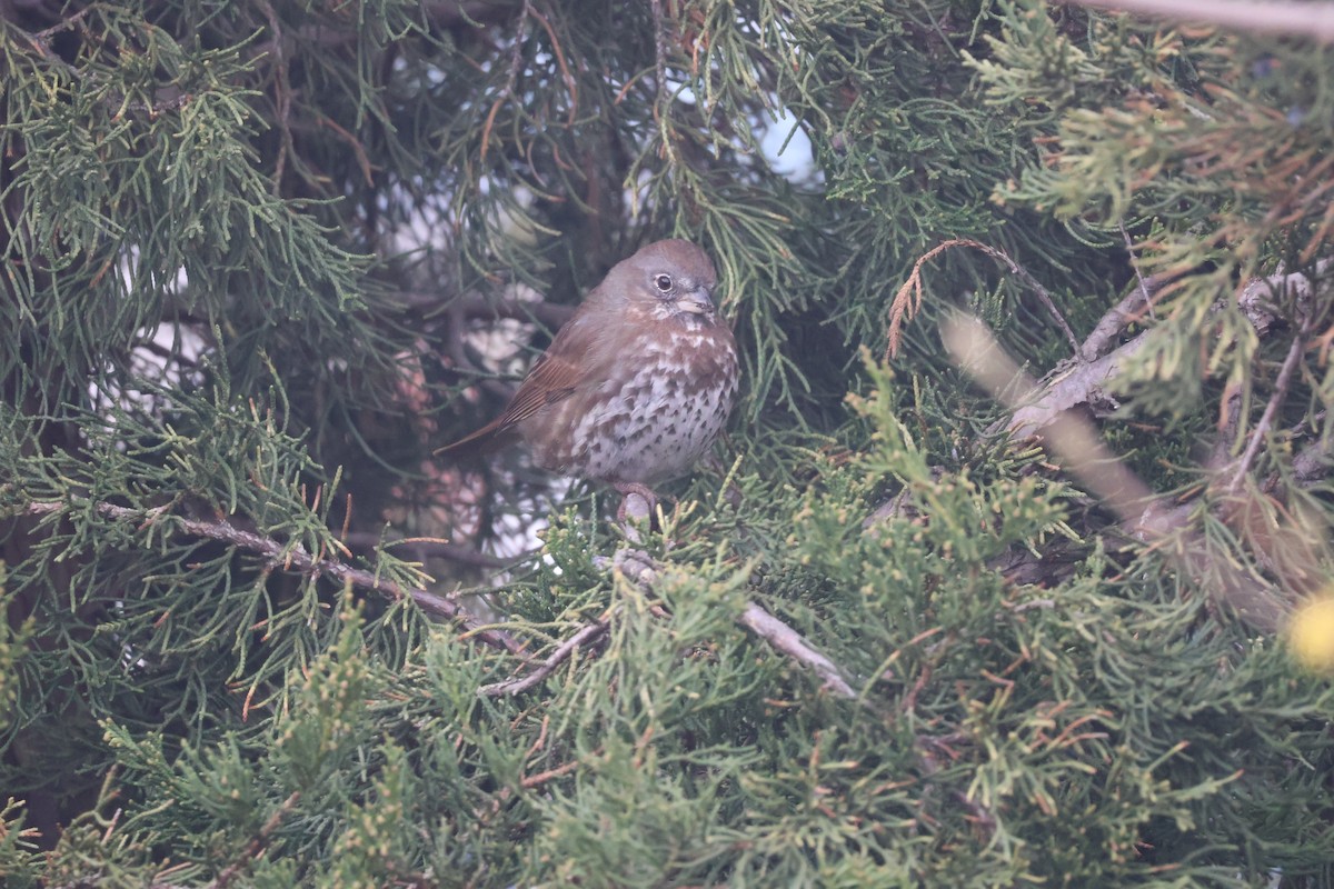 Fox Sparrow (Sooty) - ML553322781