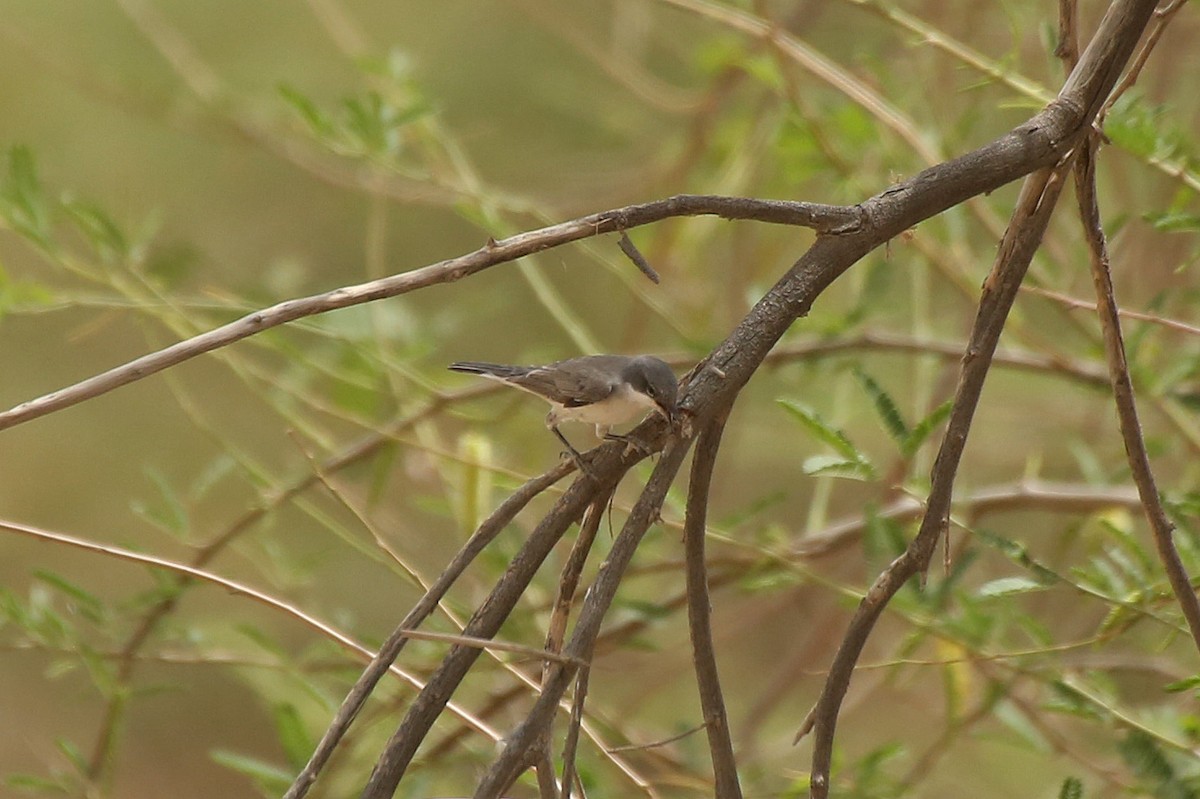 Lesser Whitethroat (Lesser) - ML55332281