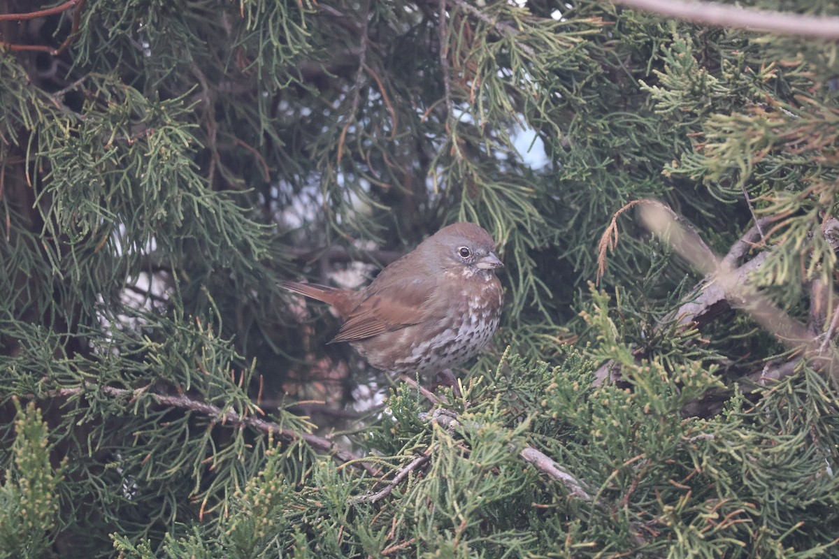 Fox Sparrow (Sooty) - ML553322831