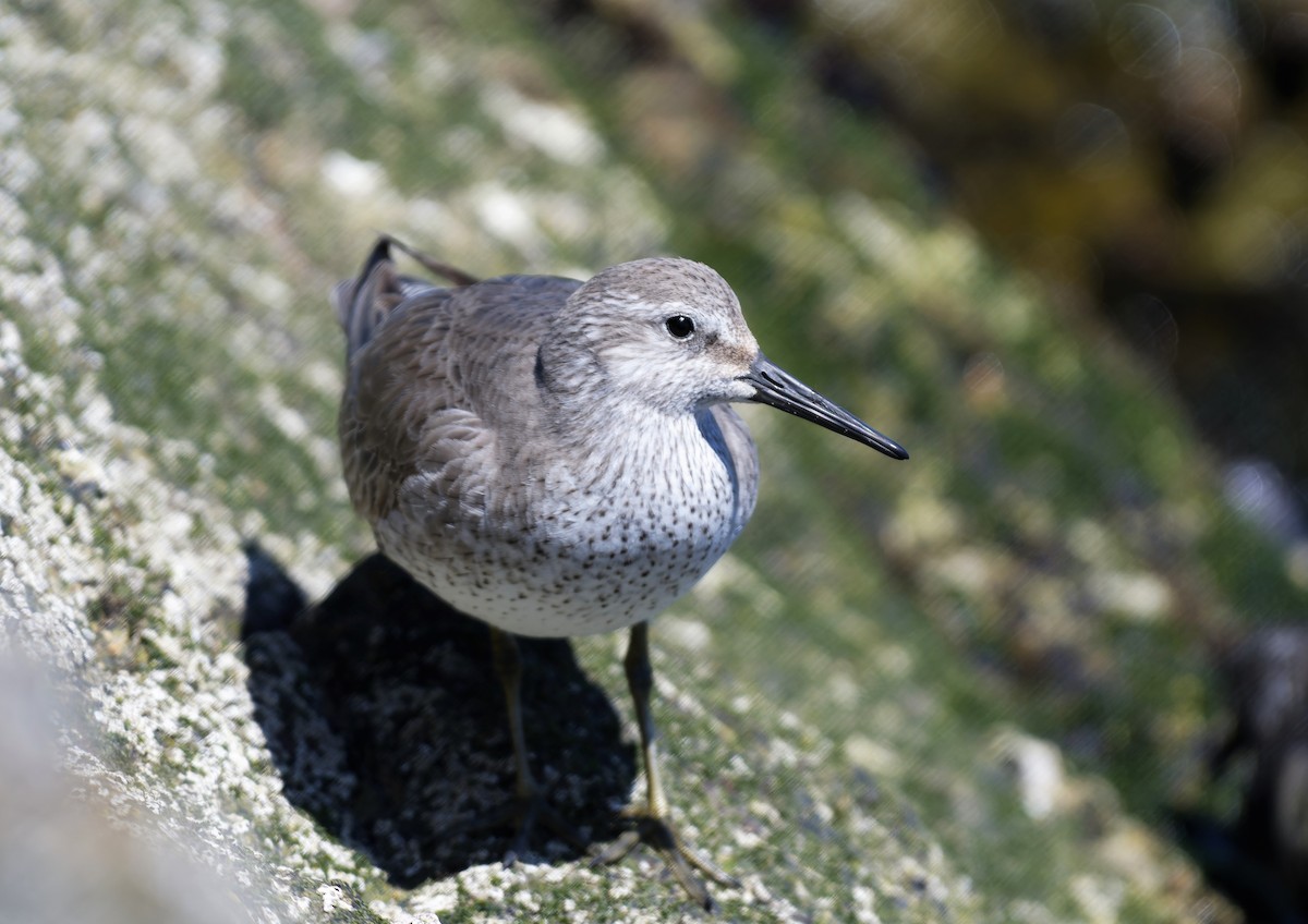 Red Knot - ML553322841
