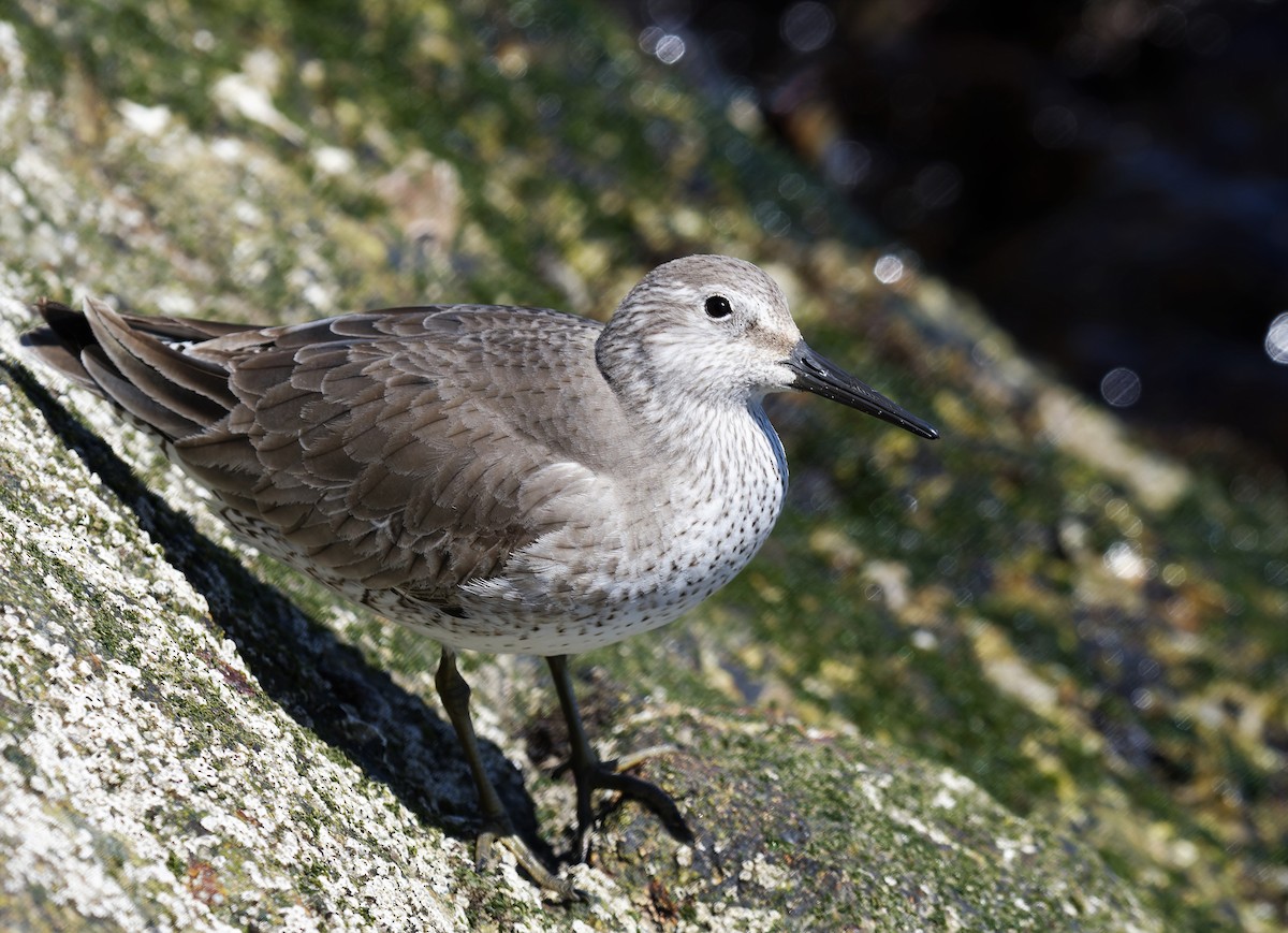 Red Knot - ML553322851