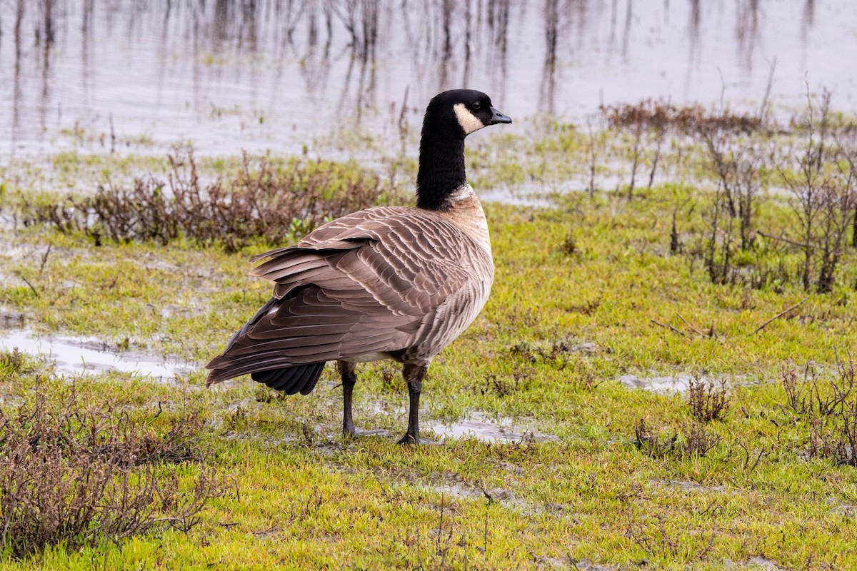 Cackling Goose - Bob Hasenick