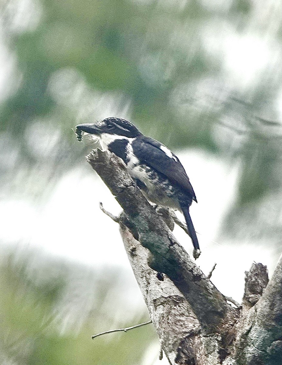 Pied Puffbird - Howie Nielsen