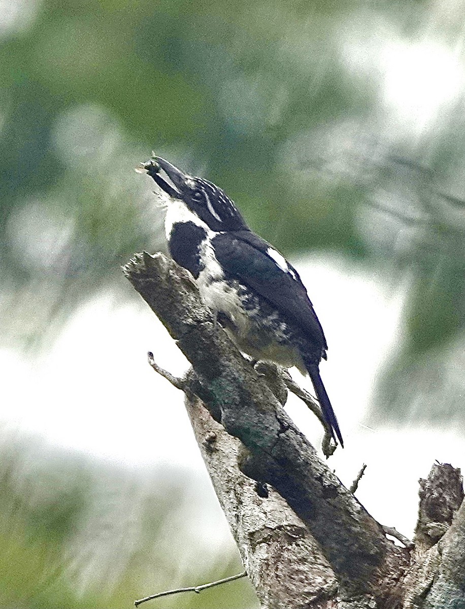 Pied Puffbird - Howie Nielsen