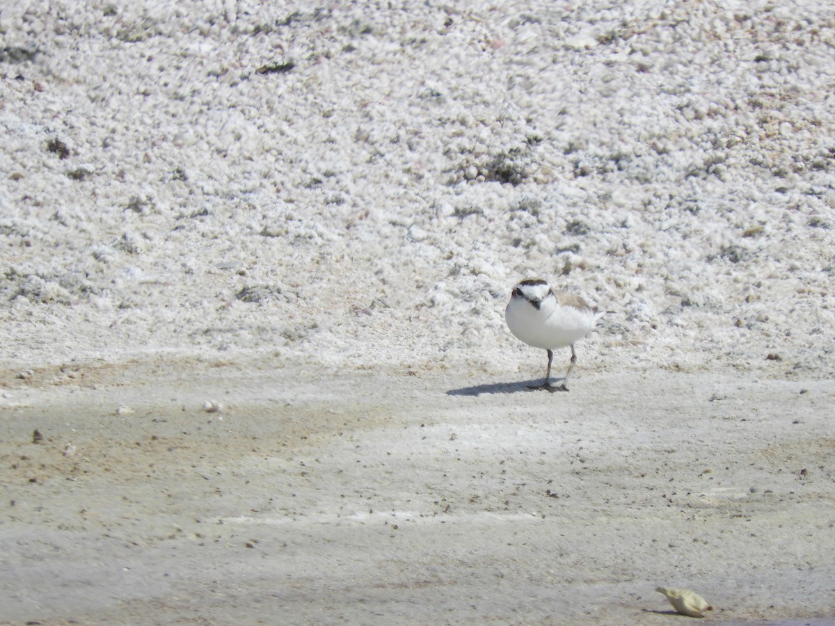 Snowy Plover - ML553323071