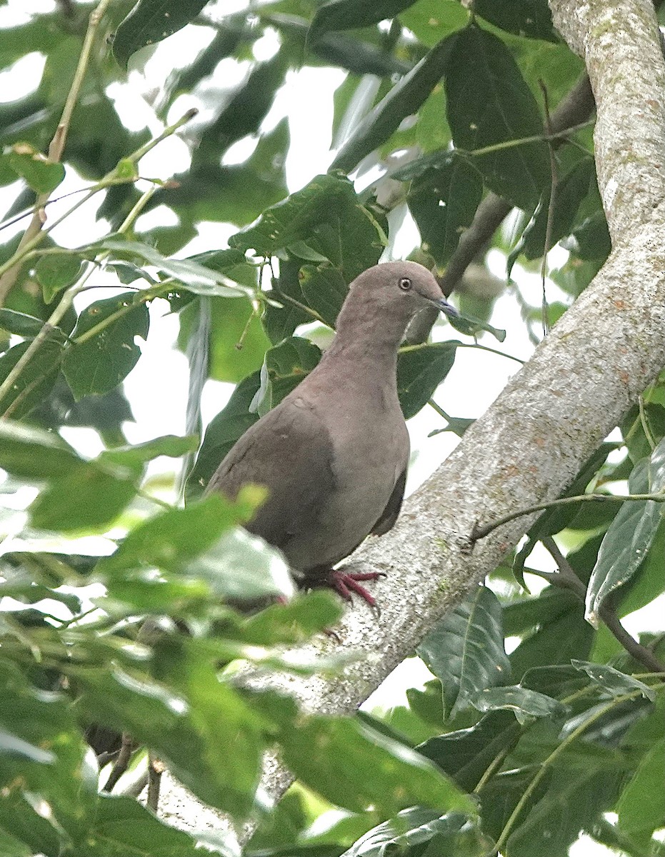 Plumbeous Pigeon - ML553323101