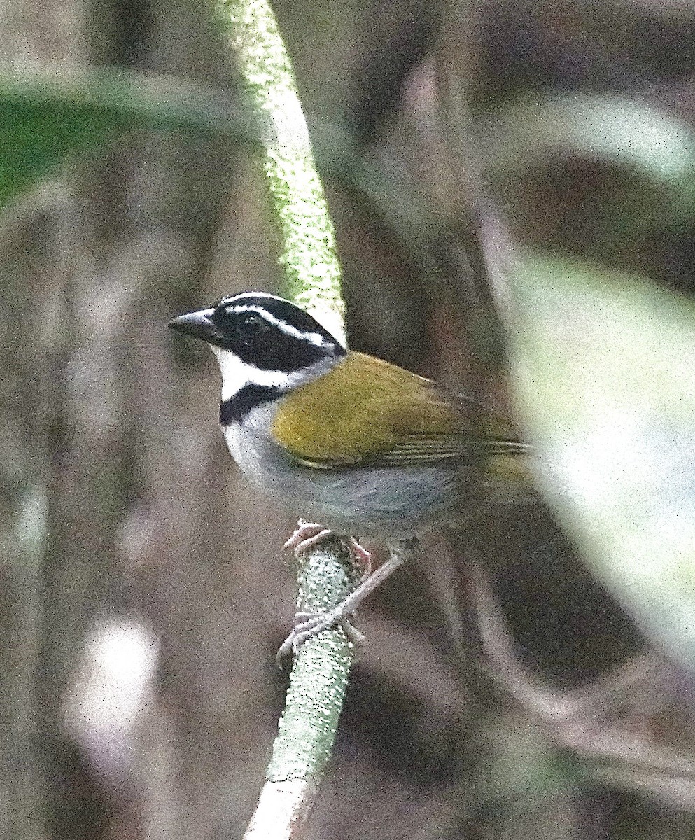 Pectoral Sparrow - ML553323281