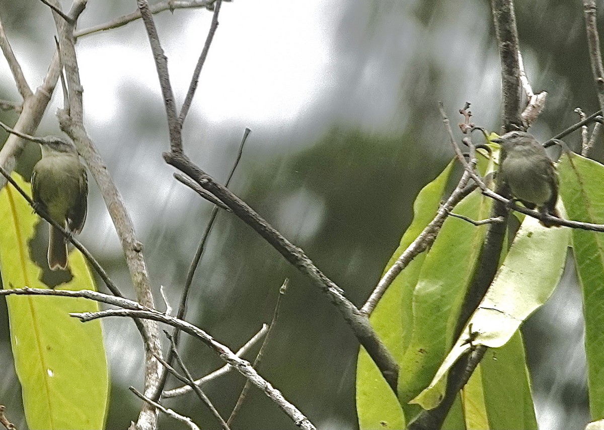 Guianan Tyrannulet - ML553323481