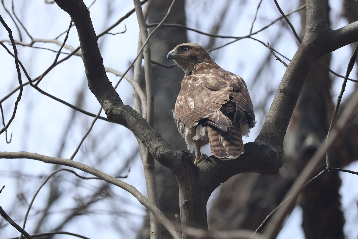 Red-tailed Hawk - ML553323511